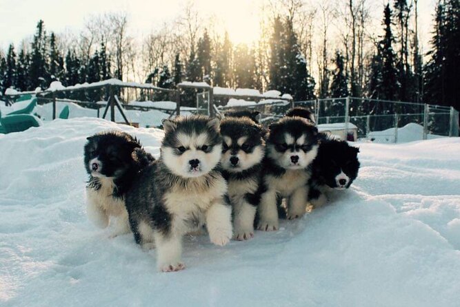 Dog Sled Adventure - Key Points