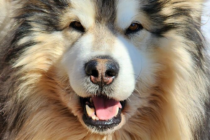 Dog Sled Adventure - Meet and Pet the Friendly Sled Dogs and Puppies