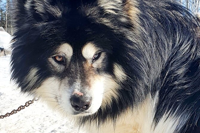 Dog Sled Adventure - Inside the Geodesic Dome: Warming Up with Hot Chocolate