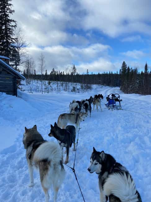 Dog sled tour with overnight stay in central Sweden/Härjedalen - The 12-15 km Sled Tour from the Ranch to the Log Cabin