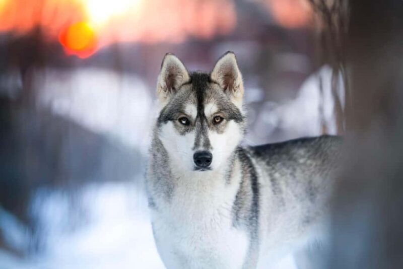 Dog sled tour with overnight stay in central Sweden/Härjedalen - Logistics and Group Size for a Personalized Experience
