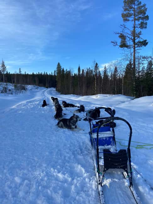 Dog sled tour with overnight stay in central Sweden/Härjedalen - Flexibility and Booking Details