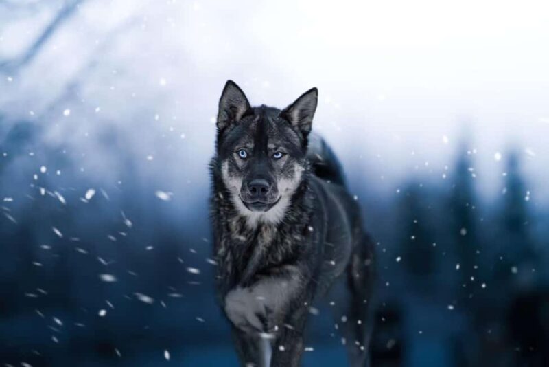 Dog sled tour with overnight stay in central Sweden/Härjedalen - Physical Requirements and Practical Tips