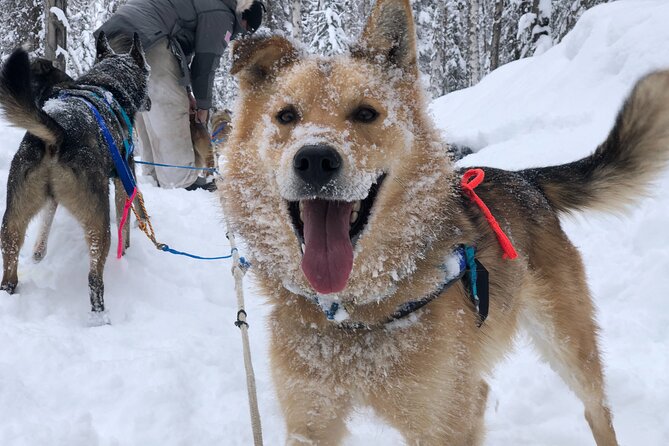 Dog Sledding Adventure in Willow, Alaska - Willow, Alaska: The Iconic Sledding Destination