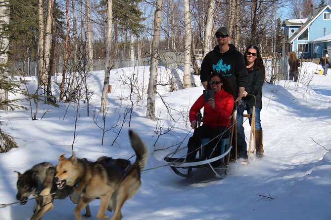 Dog Sledding Adventure in Willow, Alaska - Meet and Greet with the Huskies