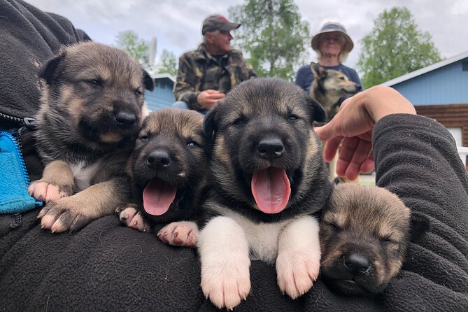 Dog Sledding Adventure in Willow, Alaska - Physical Requirements and Weather Considerations