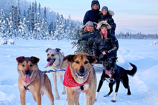 Dog Sledding Adventure in Willow, Alaska - The End of the Ride: Hot Cocoa and Photos