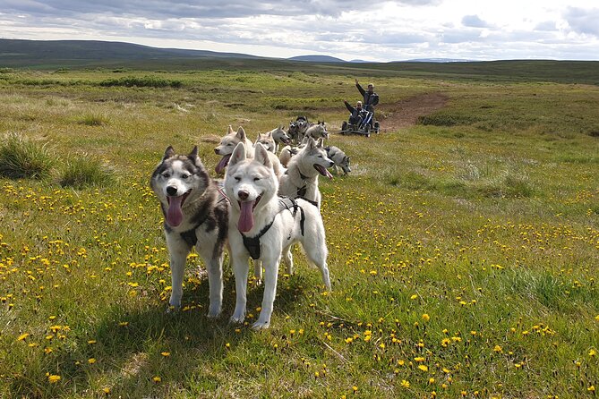 Dog Sledding and Mushing Experience by Siberian Husky in Iceland - Key Points