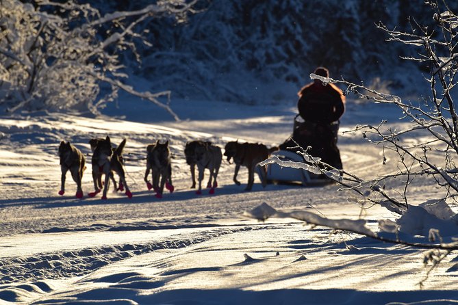 Dog Sledding and Mushing Experience in North Pole - What’s Included in Your Dog Sledding Experience