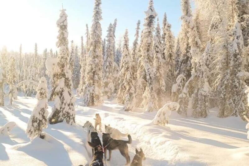 Dog Sledding & Animal Adventures  Anchorage Pickup - Key Points