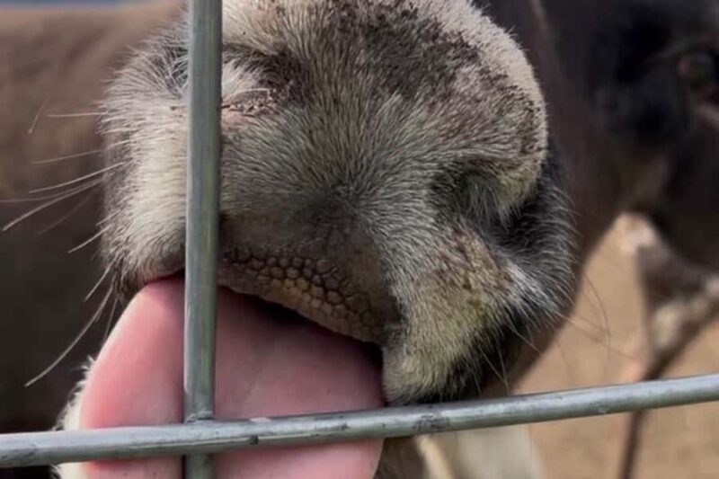 Dog Sledding & Animal Adventures  Anchorage Pickup - Anchorage Pickup and Transportation Convenience