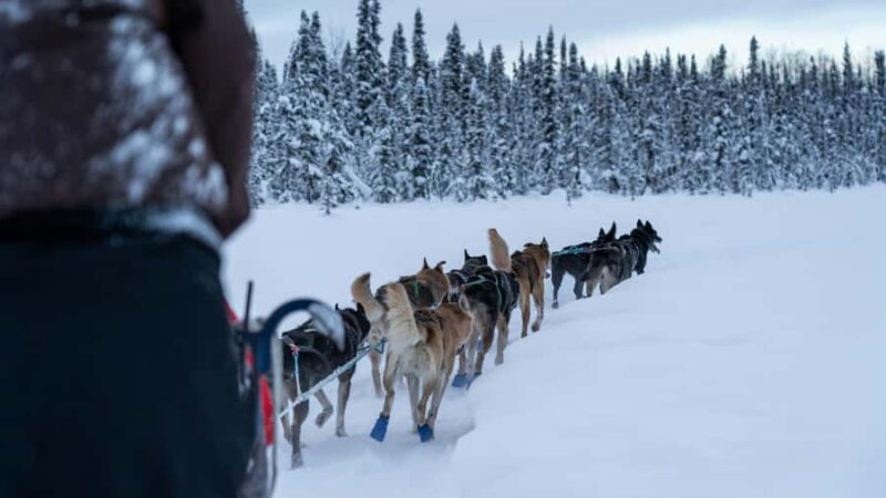 Dog Sledding & Animal Adventures  Anchorage Pickup - 8. Physical and Weather Considerations