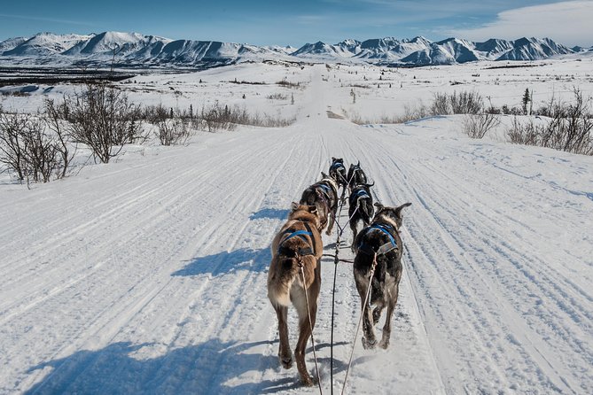 Dog Sledding - Subarctic Wilderness Tour - Starting Point and Meeting Logistics in Nenana