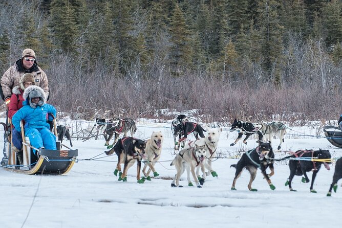 Dog Sledding - Subarctic Wilderness Tour - Weather Considerations and Comfort Measures