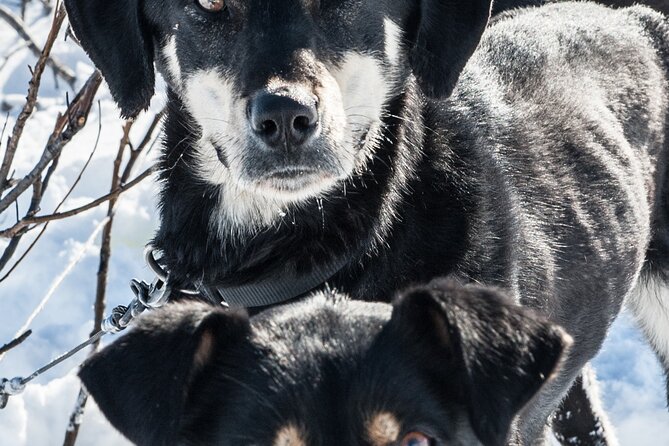 Dog Sledding - Subarctic Wilderness Tour - Snacks, Drinks, and the Cozy Atmosphere
