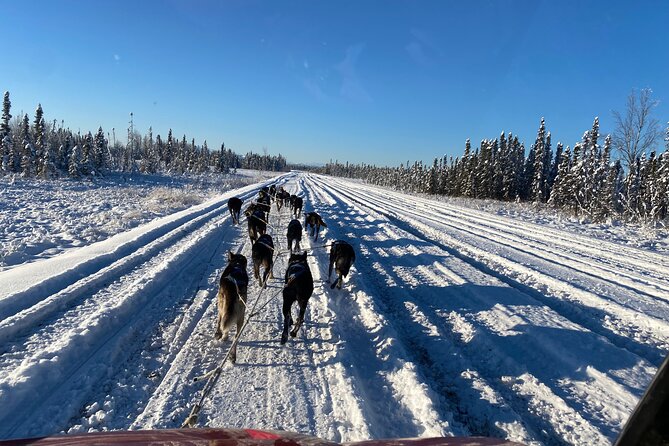 Dog Sledding with Alaskan Huskies - Discover the Authentic Alaskan Dog Sledding Adventure