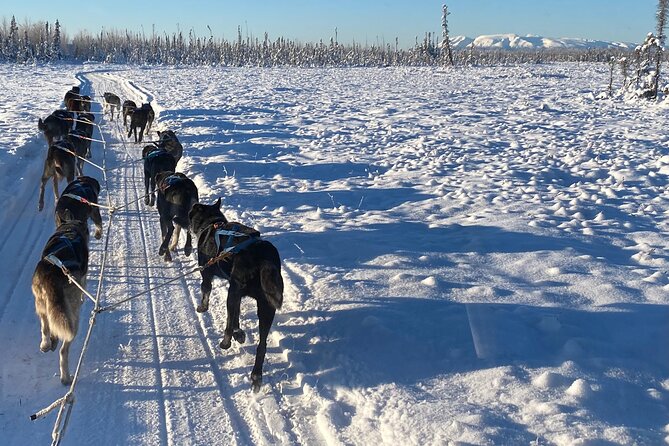 Dog Sledding with Alaskan Huskies - Key Points