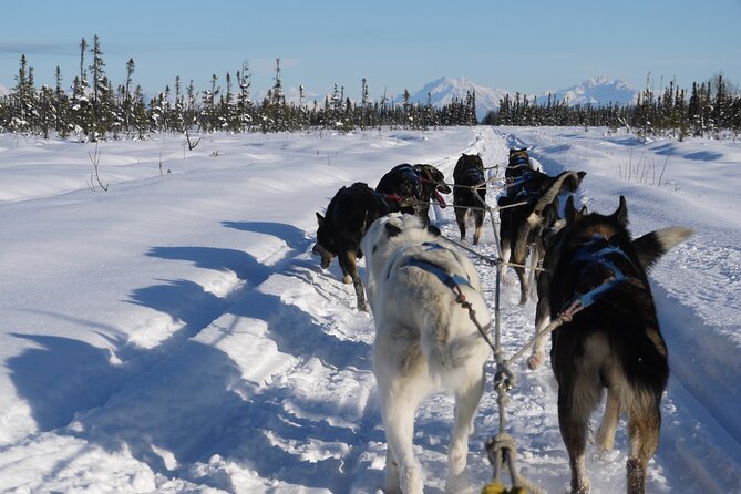 Dog Sledding with Alaskan Huskies - Meeting the Team of Famed Alaskan Huskies