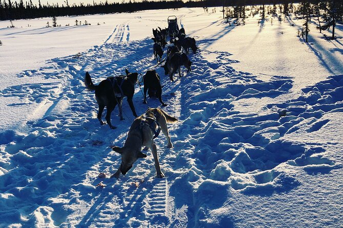 Dog Sledding with Alaskan Huskies - Flexible Timing and Private Tour Experience