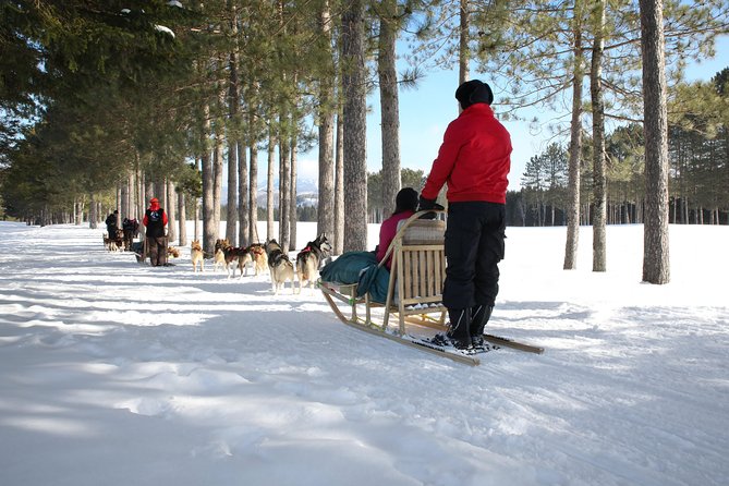 Dogsled Adventure in Mont-Tremblant - Interacting with the Dogs and Kennel Visit