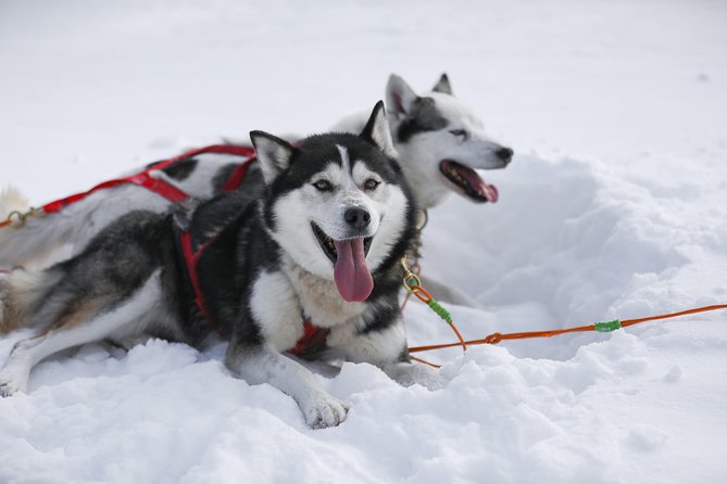 Dogsled Adventure in Mont-Tremblant - Physical Requirements and Participant Age Limits