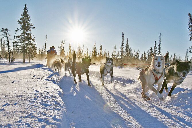 Dogsled Adventure Kiruna - Convenient Meeting and Pickup in Kiruna