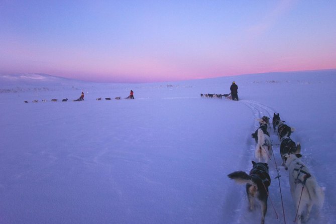 Dogsled Adventure Kiruna - Exploring the Sledding Route Near Kiruna
