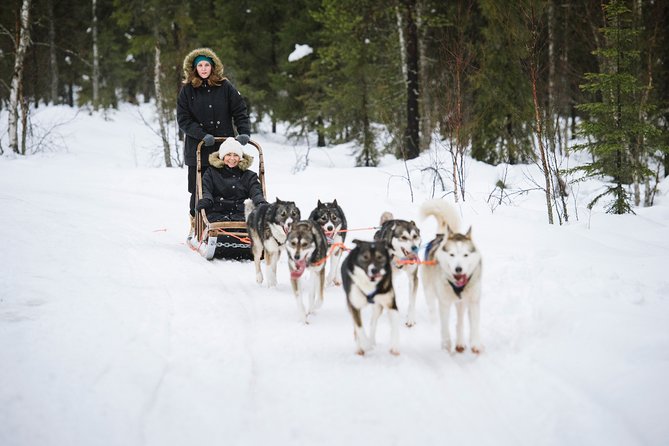 Dogsled Adventure Kiruna - The Skilled Guides and Their Role