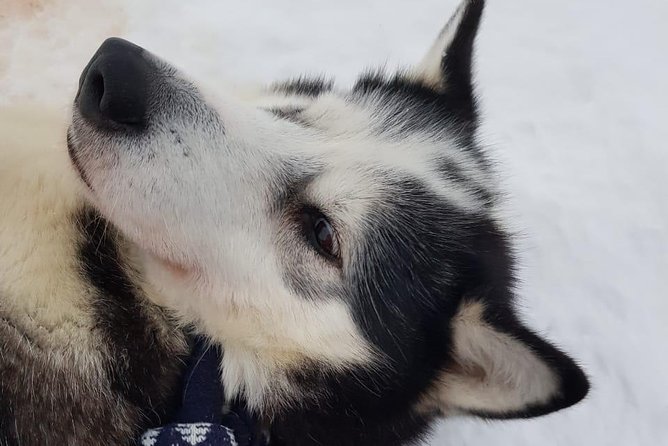 Dogsled Adventure Kiruna - The Dogs: Friendly, Well-Cared-For, and Enthusiastic