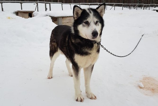 Dogsled Adventure Kiruna - Physical Fitness and Suitability