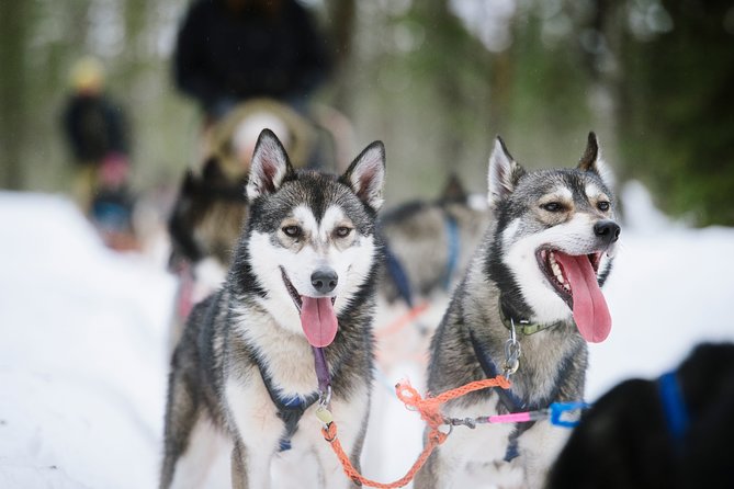 Dogsled Adventure Kiruna - Booking, Cancellation, and Flexibility