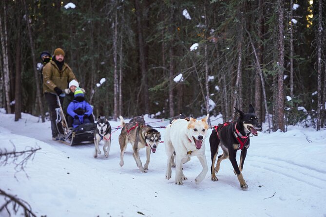 Dogsled and Reindeer Day Trip to Borealis Basecamp - Fairbanks Scenic Drive to Borealis Basecamp