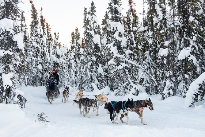 Dogsled and Reindeer Day Trip to Borealis Basecamp - Exploring the Dogsledding Adventure with Local Mushers