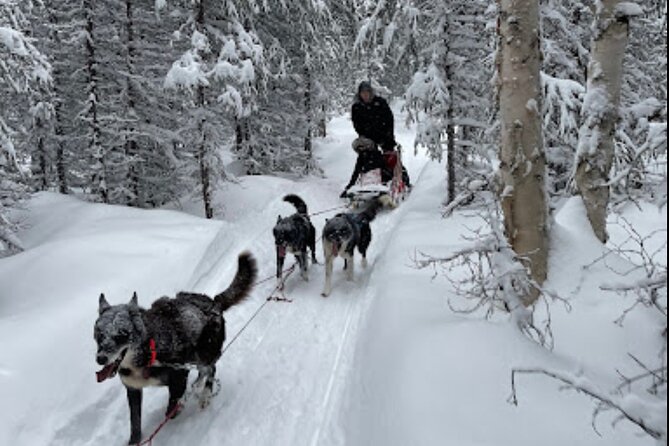Dogsled Rides - Key Points