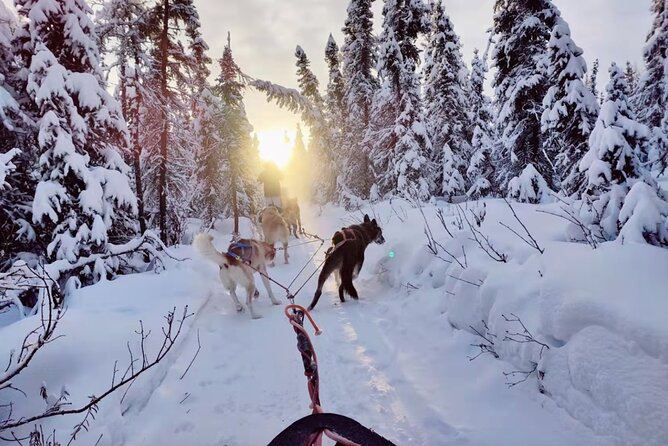 Dogsled Rides - Meeting the Photogenic Alaskan Dogs and Puppies