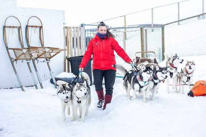 Dogsledding, near Akureyri - Meet the Husky Team Near Akureyri for an Intimate Sledding Adventure