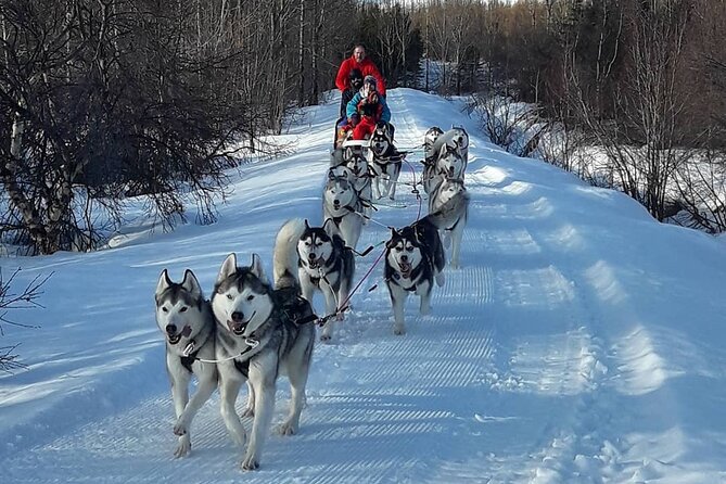 Dogsledding, near Akureyri - Personalized, Small-Group Experience for Better Interaction