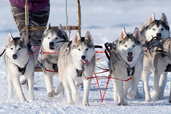 Dogsledding, near Akureyri - Booking and Cancellation Flexibility