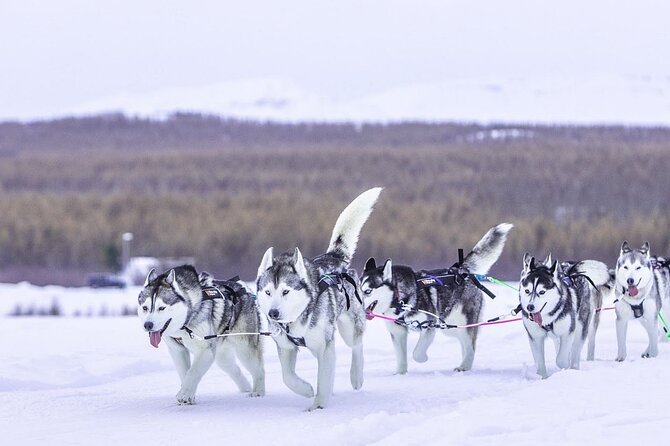Dogsledding, near Akureyri - What Sets This Tour Apart from Others