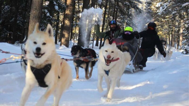 Dogsledding Nordic Adventure near Mont-Tremblant - Discover the Dogsledding Nordic Adventure Near Mont-Tremblant