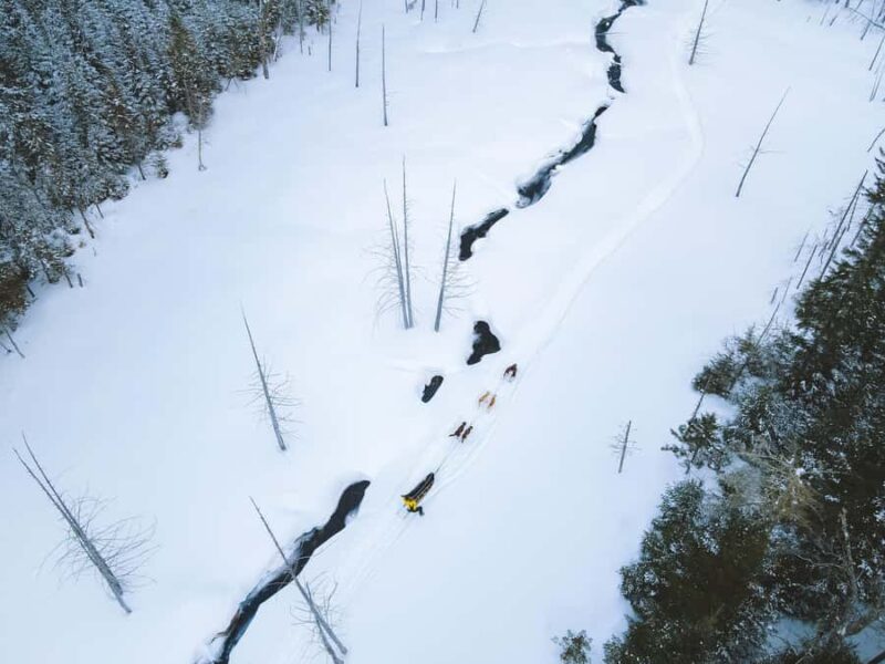 Dogsledding Upper Laurentians near Mont-Tremblant - After the Ride: Kennel Visit and Campfire