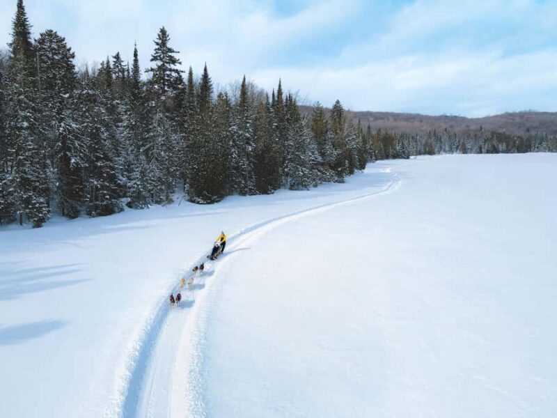 Dogsledding Upper Laurentians near Mont-Tremblant - What to Expect During the Tour