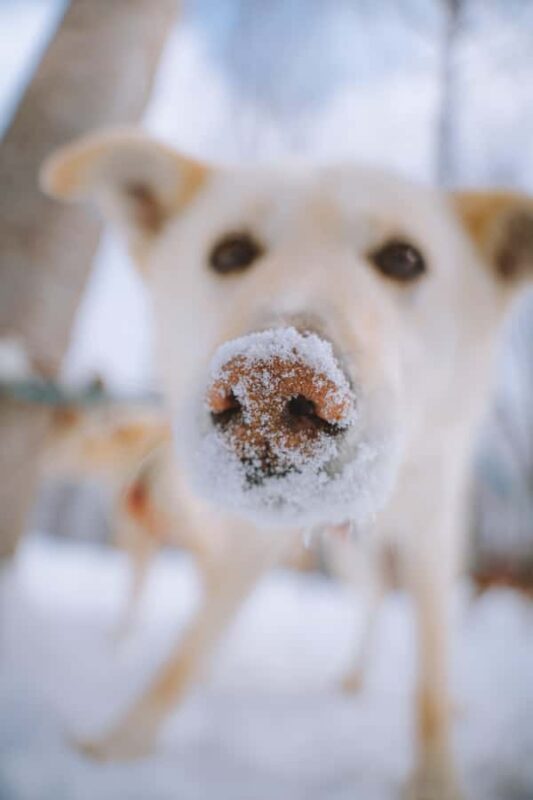 Dogsledding Upper Laurentians near Mont-Tremblant - Visiting the Kennel and Enjoying the Campfire
