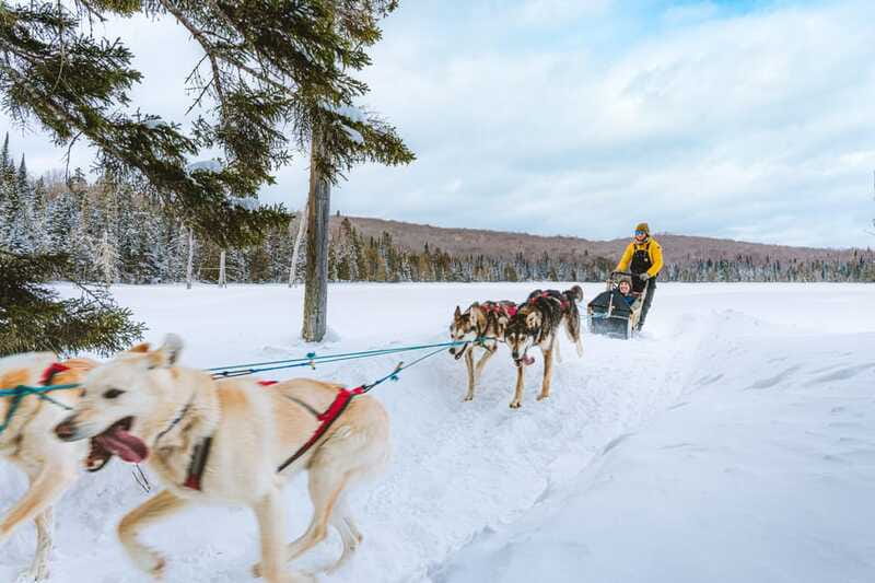 Dogsledding Upper Laurentians near Mont-Tremblant - Logistics and Booking Flexibility