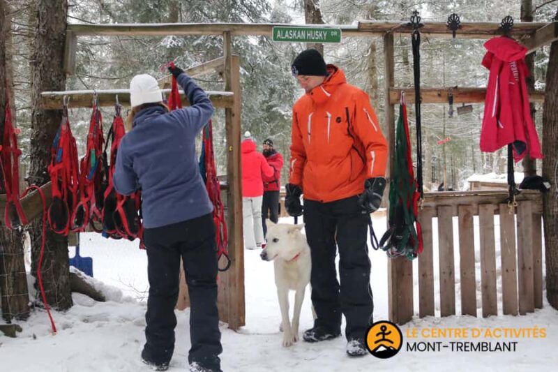 Dogsledding Valley Adventure near Mont-Tremblant - Practicalities: Booking, Group Size, and Language