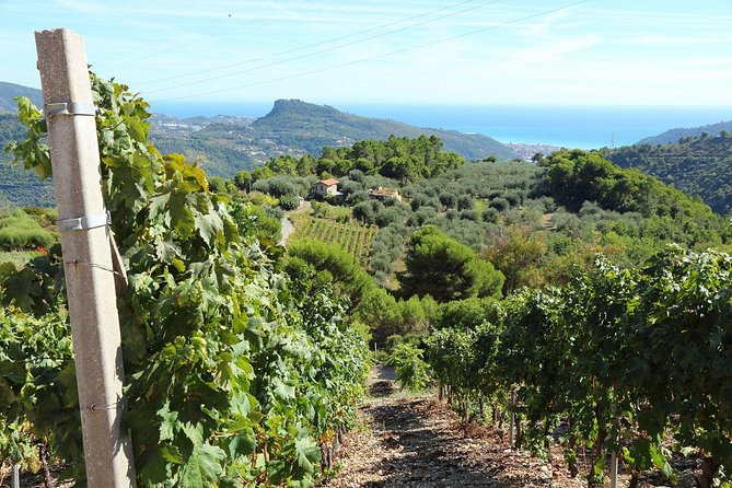 DOLCEACQUA & THE NERVIA VALLEY - The home of Rossese wine and Monet's beloved bridge - Key Points