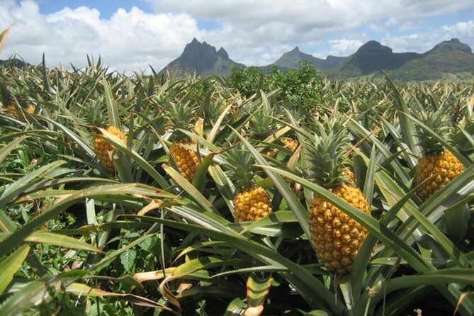 Dole Plantation, Ko Hana Rum and 3 Zipline Adventure Tour - Practical Details: Transport, Group Size, and Accessibility