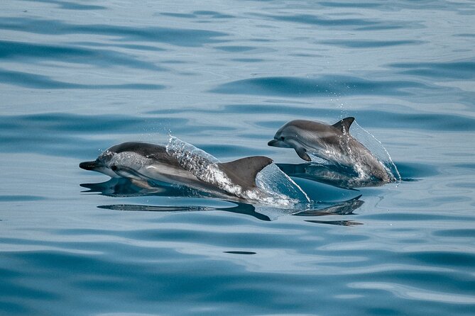 Dolphin Adventure in Sotogrande with Drink Included - Experience the Best of Sotogrande Marine Life with a Dolphin Tour for $75.49