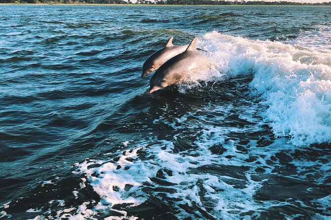Dolphin Adventure in Sotogrande with Drink Included - Visiting Alcaidesa and La Línea with Gibraltar Views
