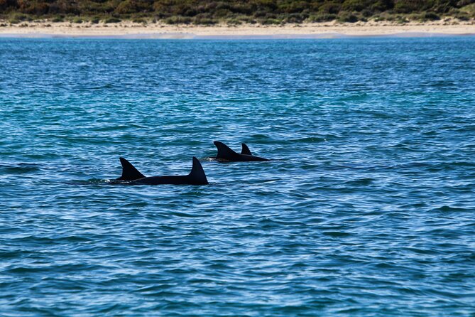 Dolphin Adventure in Sotogrande with Drink Included - The Majestic View of Gibraltar from Punta Mala